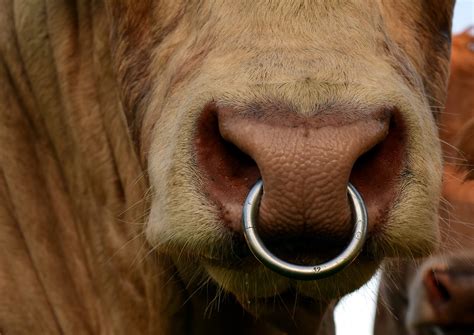 bull ring nose ring